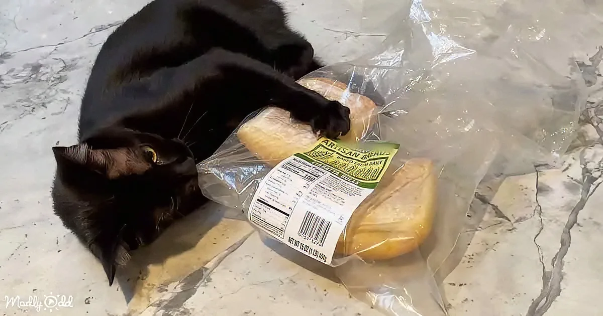 A black cat is lying on a marble countertop, partially covering a package of artisan bread.