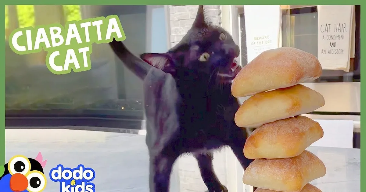 Sparkle the Cat Loves Her Ciabatta Rolls