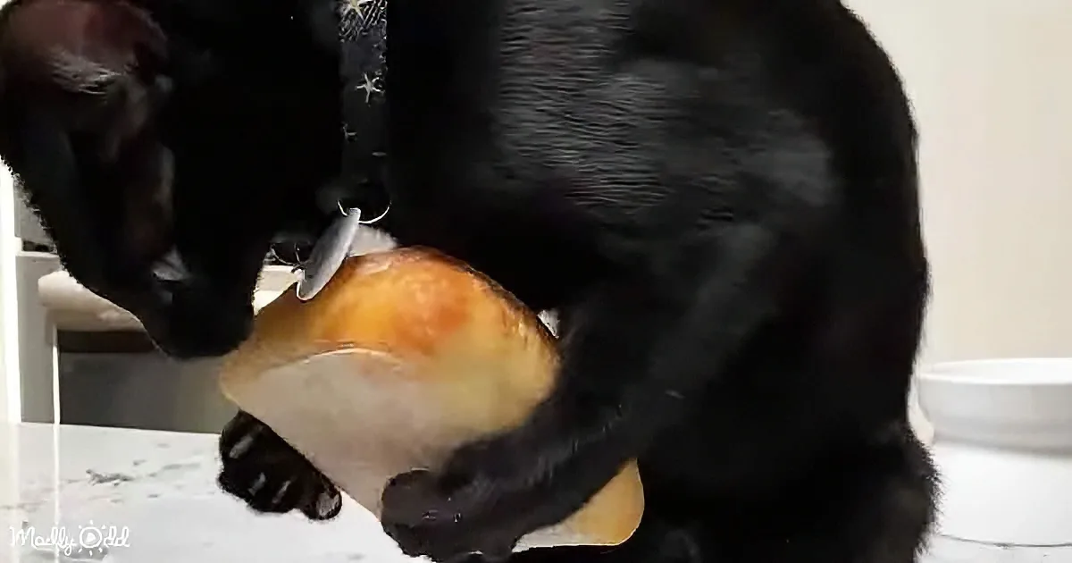 A black cat with a tie is eating a piece of bread on a white countertop.