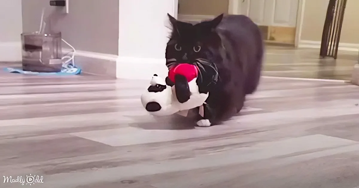 Hidden Camera Catches Cat Stealing Toys