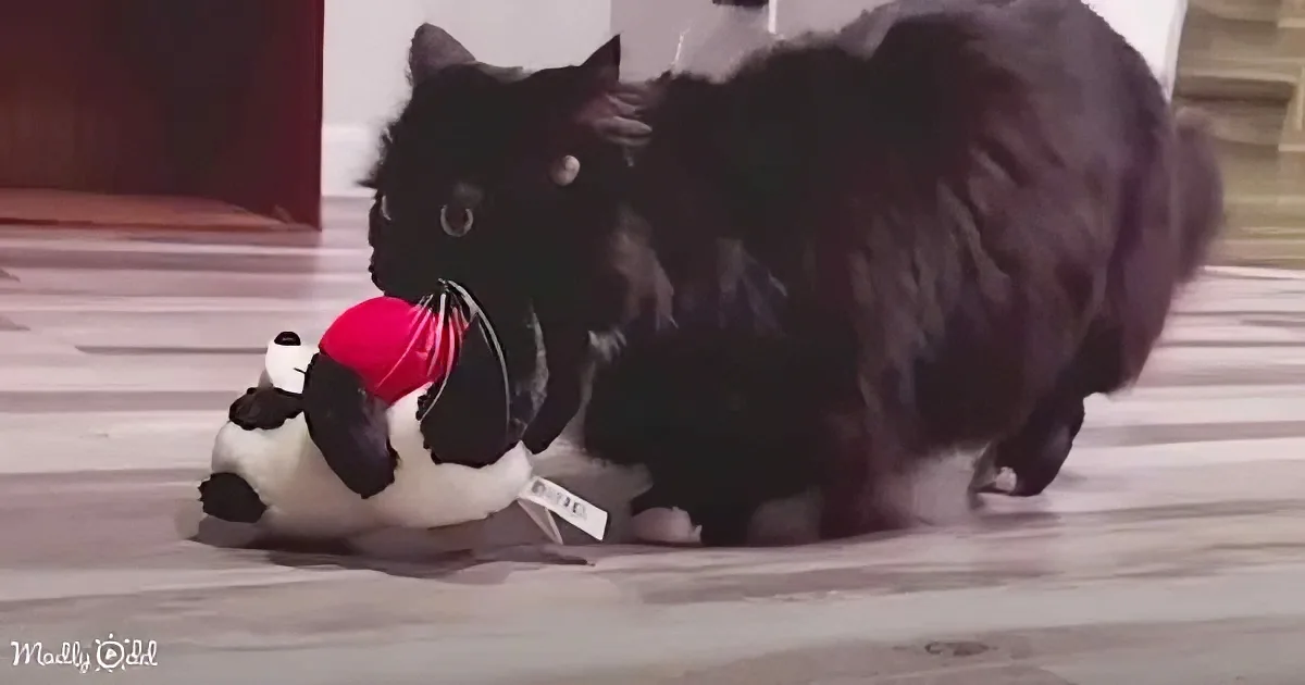 A black cat with a red collar is playfully interacting with a stuffed panda toy on a tiled floor.