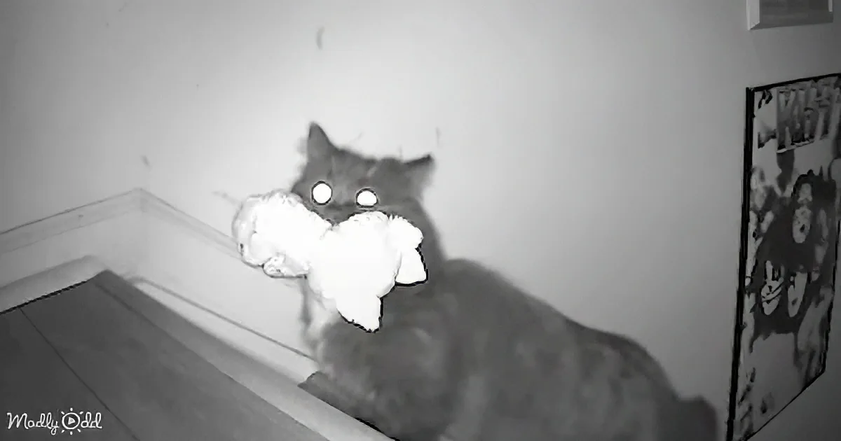 A cat with glowing eyes and a white object covering its face is on a wooden surface.