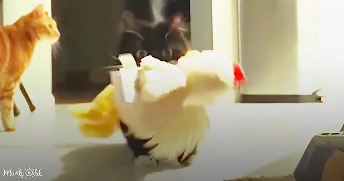 A white chicken with a red comb and yellow beak stands on a table, while a ginger cat walks nearby.