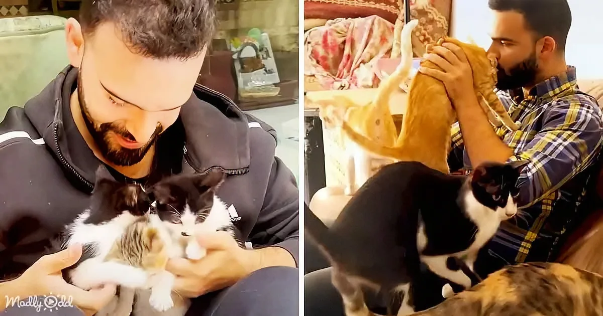 Man Rescues Stray Cat Every Time He Leaves