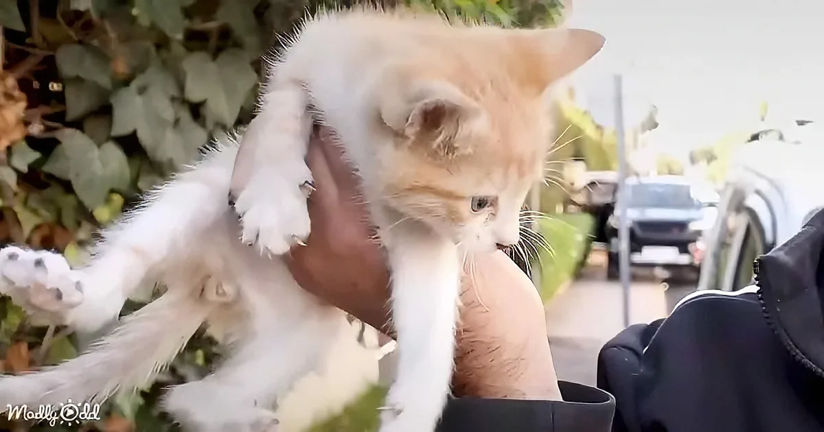 Rescued Stray Cat