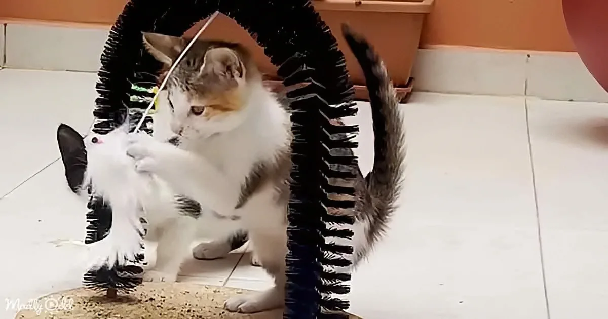 Rescued Stray Cats