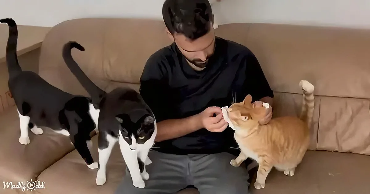 Rescued Stray Cats