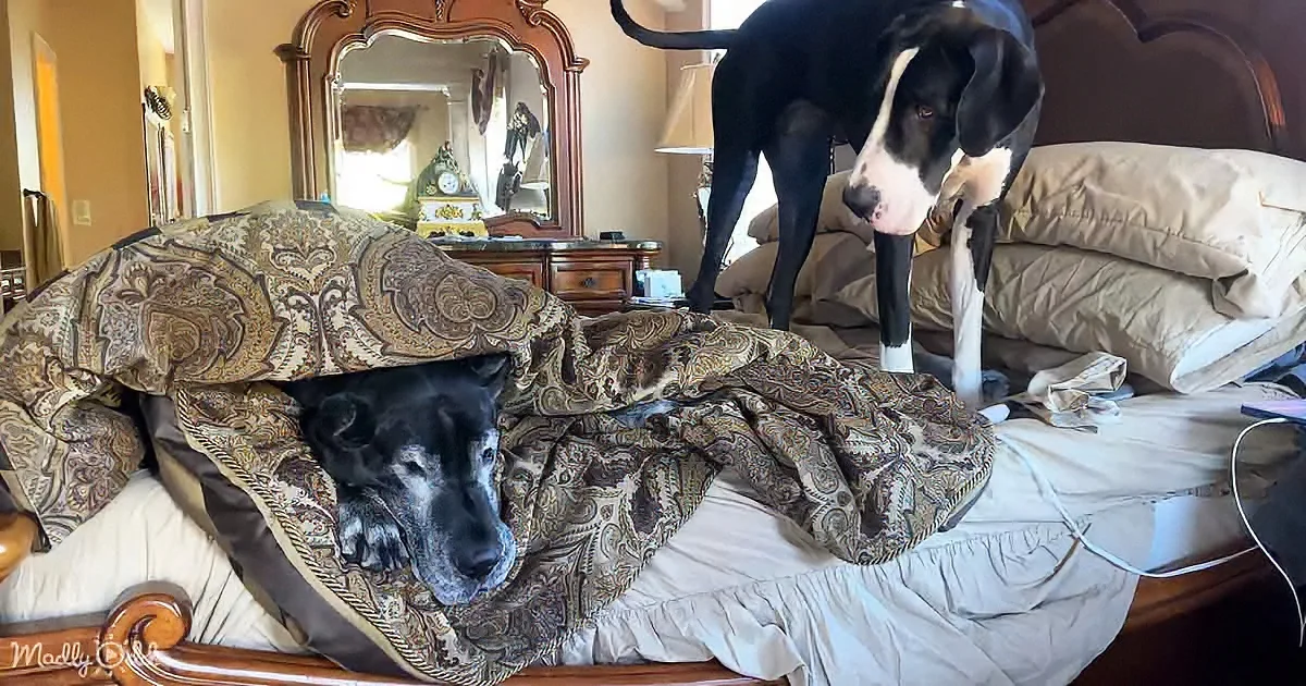 A black dog lies under a blanket while another stands on a bed, both in a cozy bedroom setting.