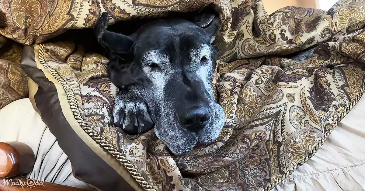 A black dog with white markings rests peacefully under a patterned blanket on a bed.
