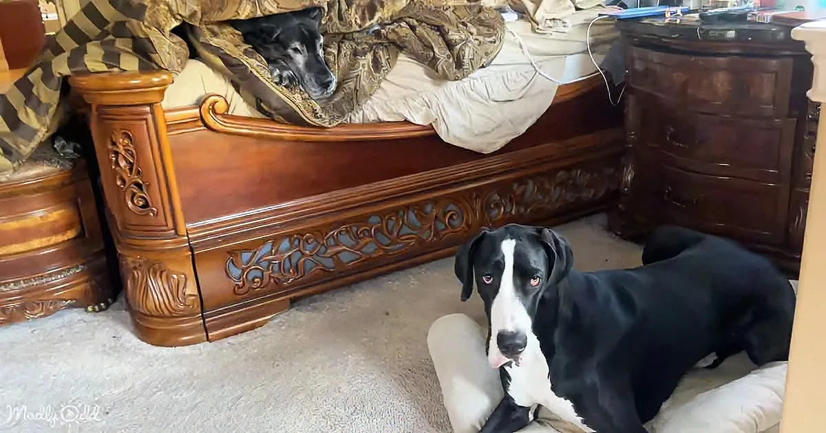 A black and white dog sits on the floor, looking up, with another dog partially visible under a bed.
