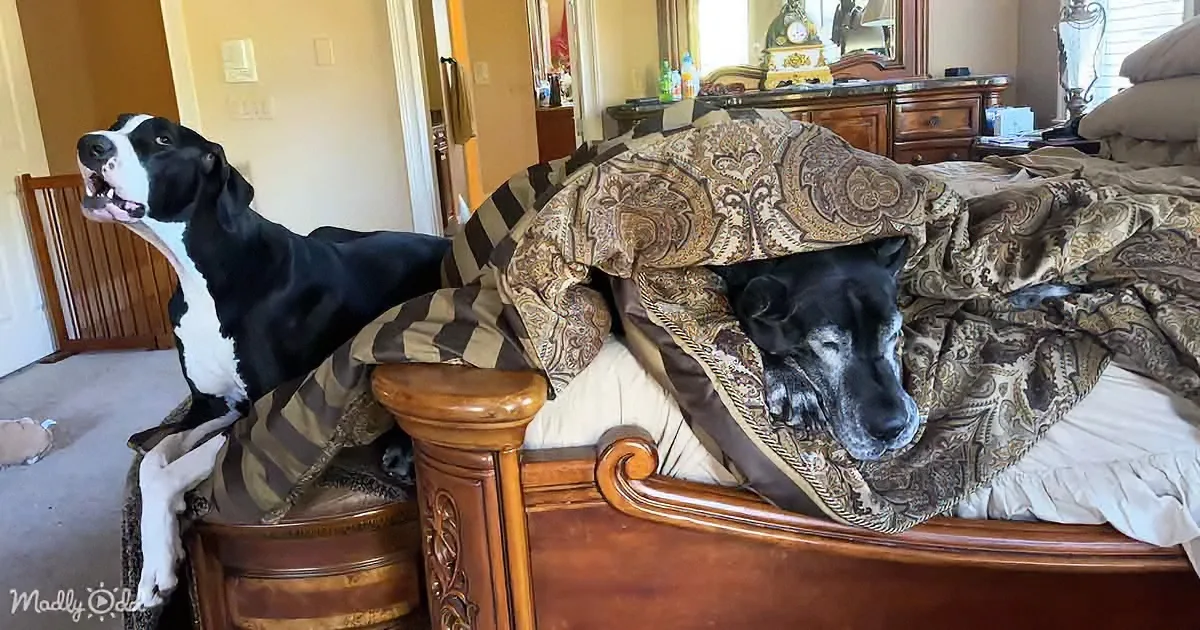 Great Dane Tries to Resist Chatty Puppy's Charming Ways