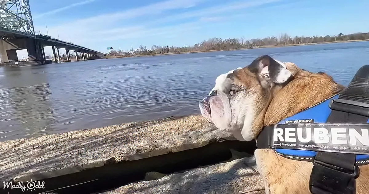 A bulldog wearing a harness labeled "REUBEN" leans over a concrete edge by a river, with a bridge in the background.