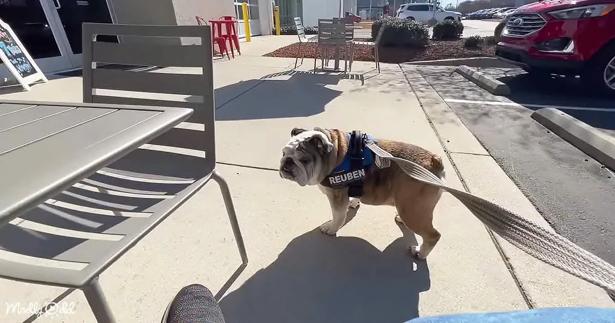 Reuben the Bulldog