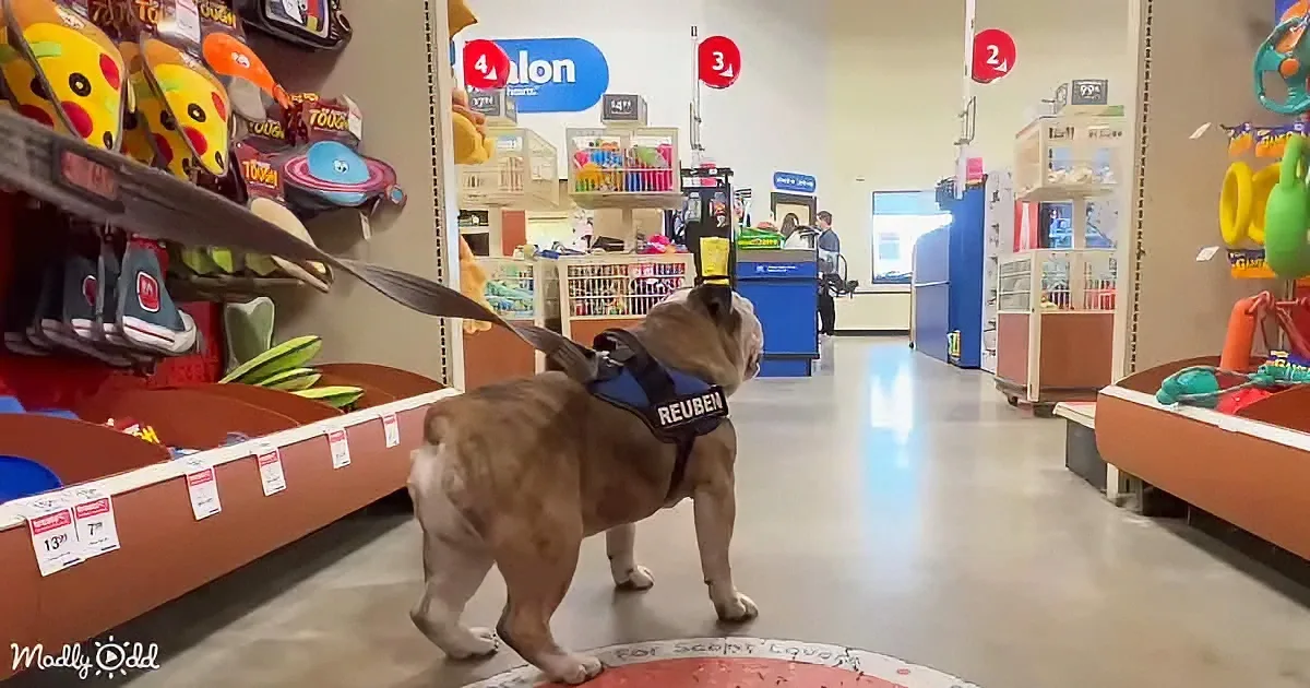 Reuben the Bulldog