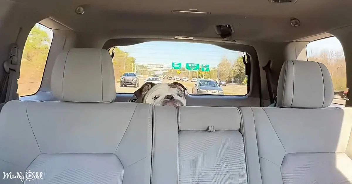 Reuben the Bulldog