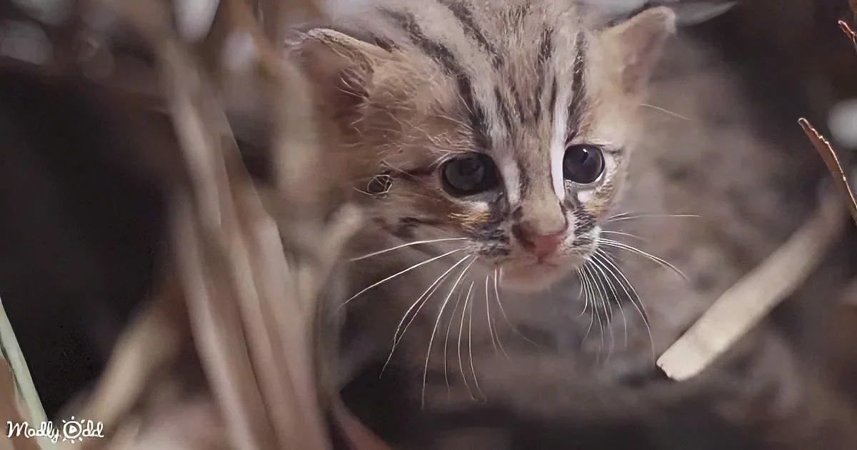 A curious kitten with striped fur and big eyes peers through a woven basket.