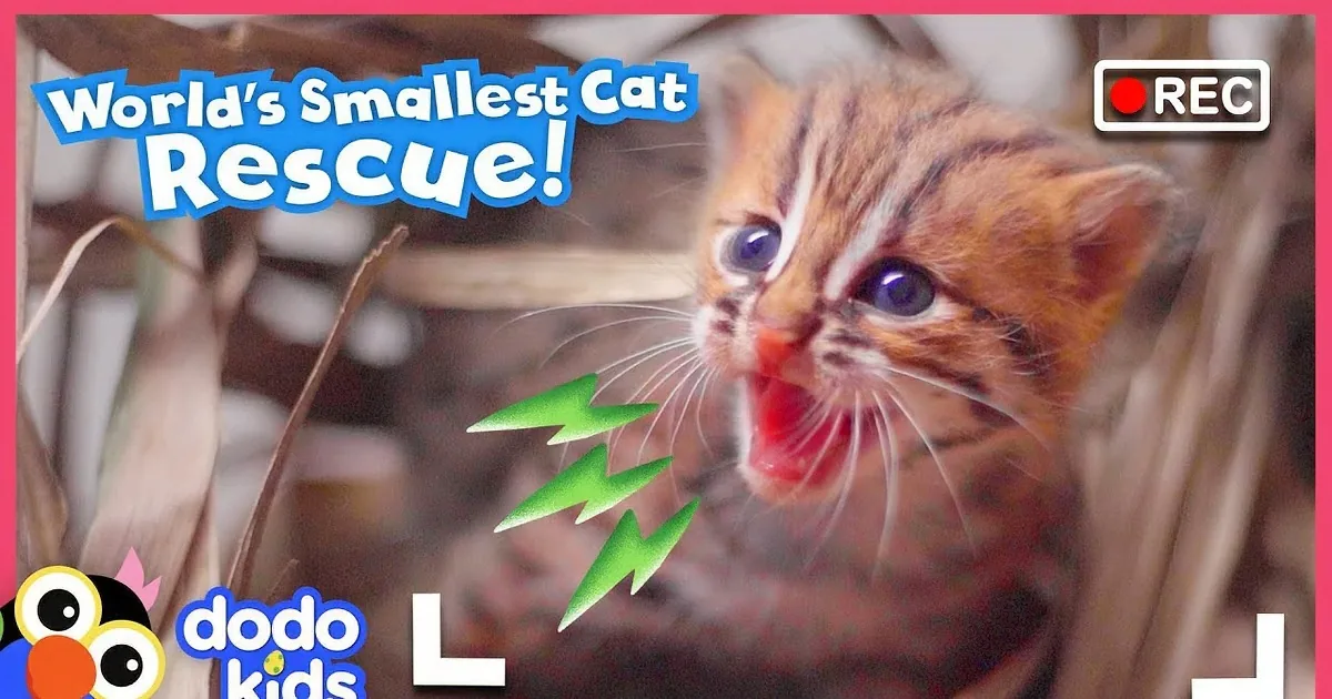 Woman's Daring Wild Cat Rescue Caught on Cam