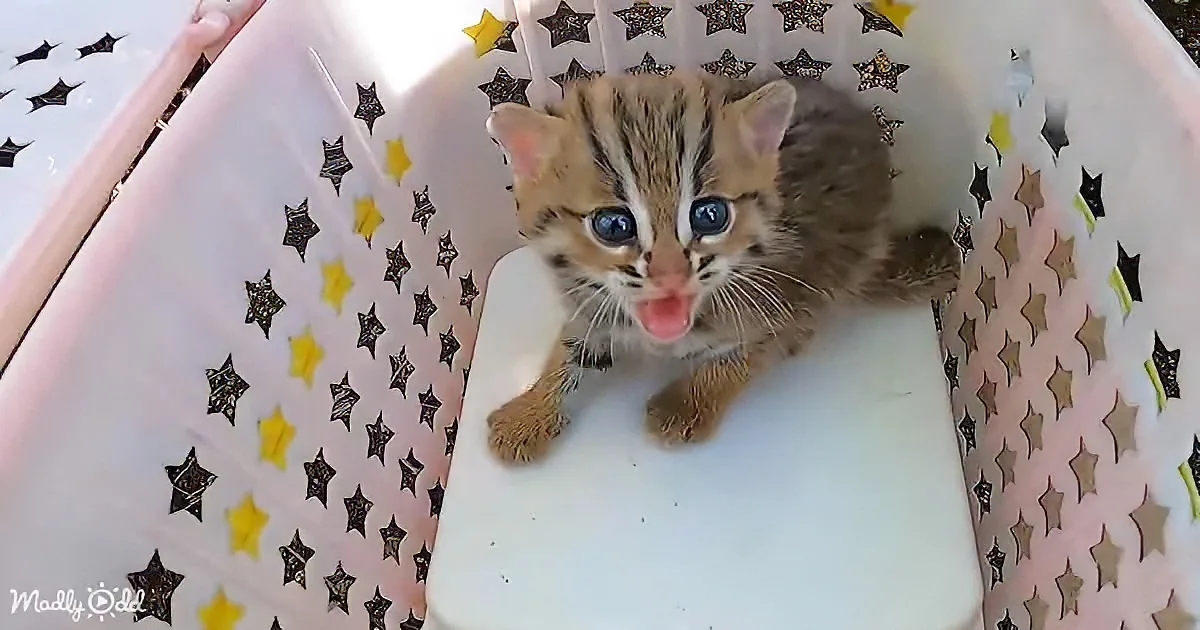 A curious tabby kitten with blue eyes sits in a star-patterned white basket, tongue out.