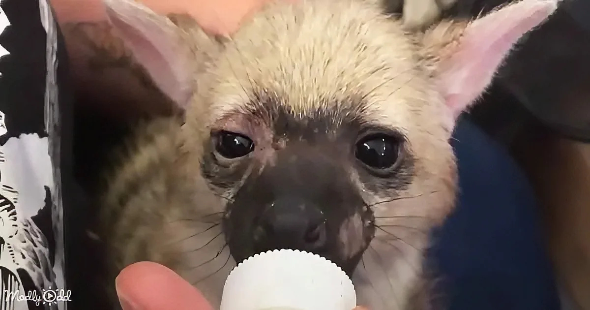 A baby fox being bottle-fed by a person, its eyes wide and curious.