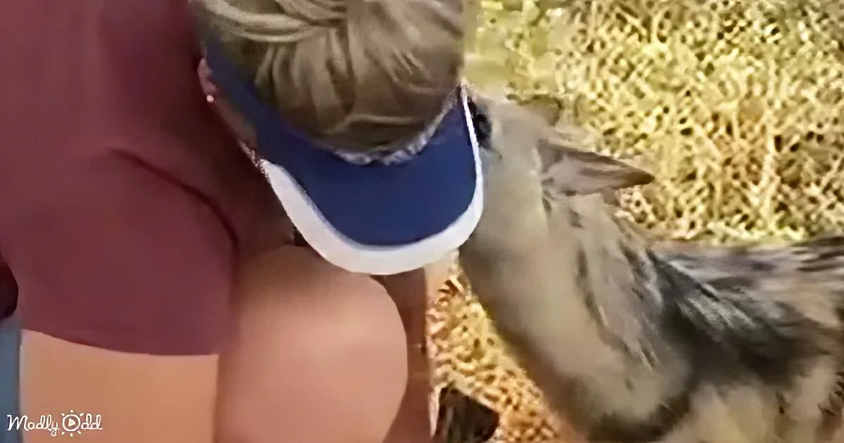 A person wearing a blue visor is feeding a small, fluffy, gray and white bird.