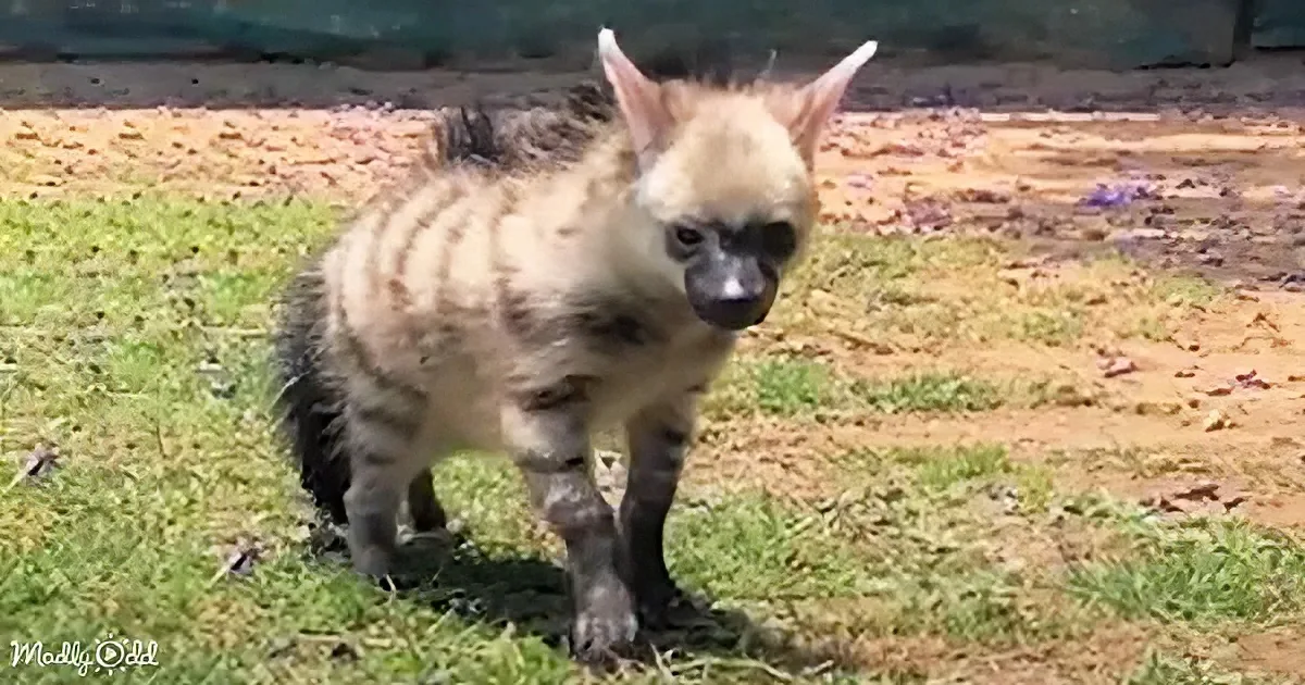 A young striped hyena stands on grass, looking curious and alert.