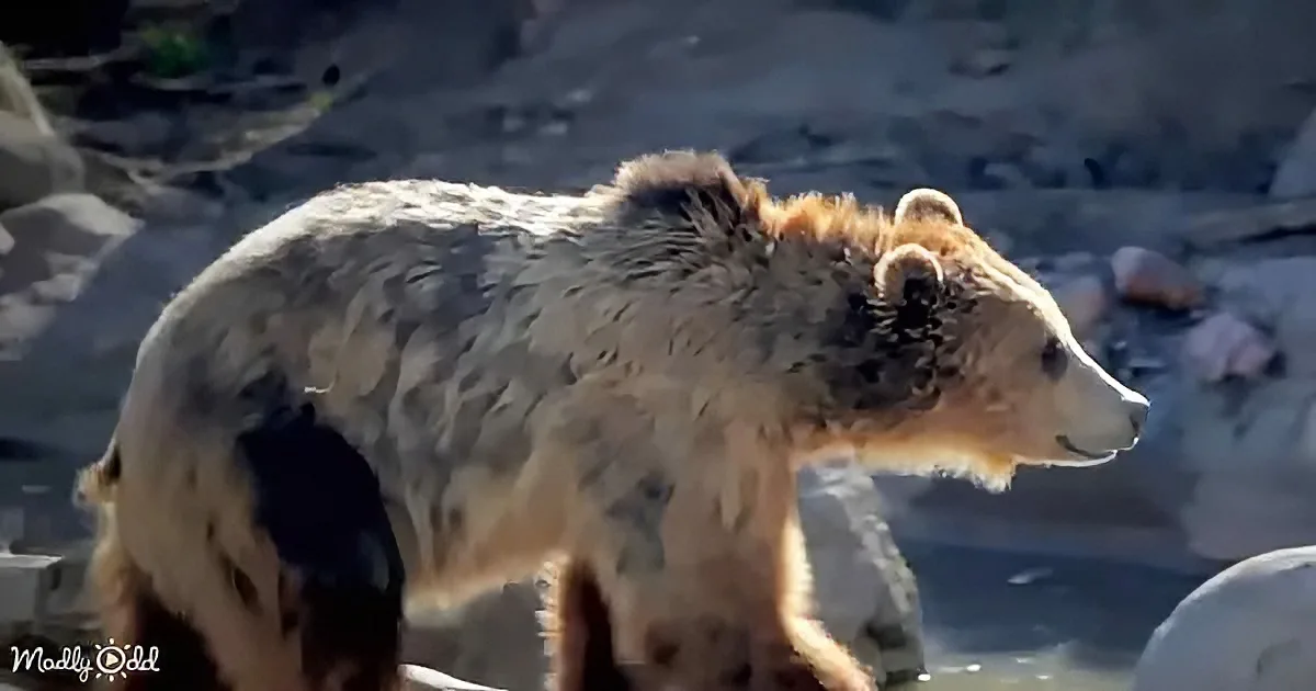 A bear with wet fur stands on rocky ground, looking to the right.