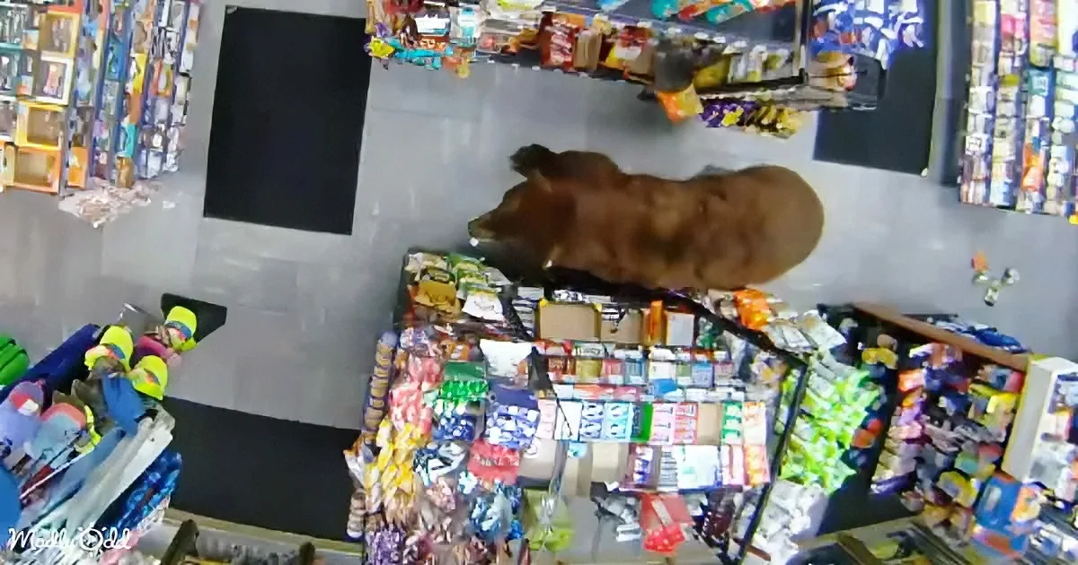A bear is standing on its hind legs inside a store, surrounded by shelves of snacks and products.