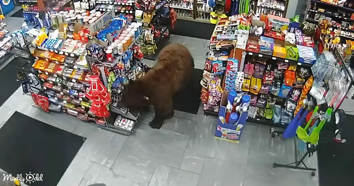 Grin and Bear It: 500-Pound Candy Bandit Strikes Gas Station Repeatedly