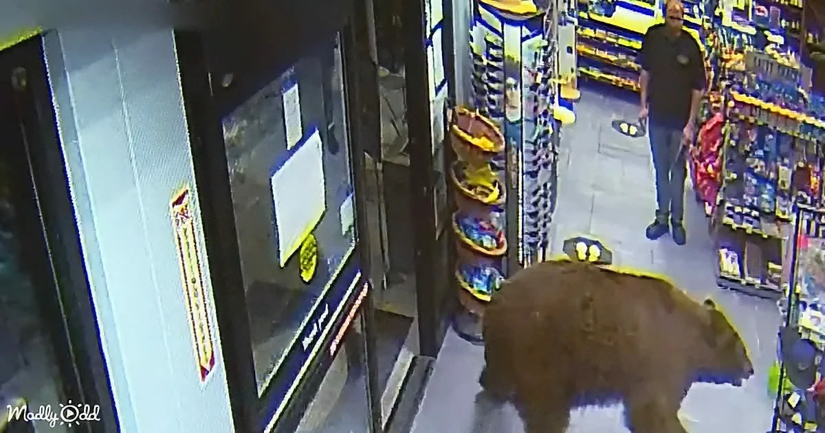 A bear is walking inside a convenience store, near a vending machine and shelves.