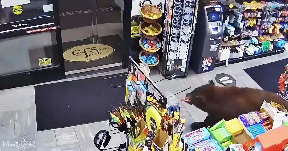 A black cat walks through a convenience store aisle, surrounded by snacks and a fruit basket.