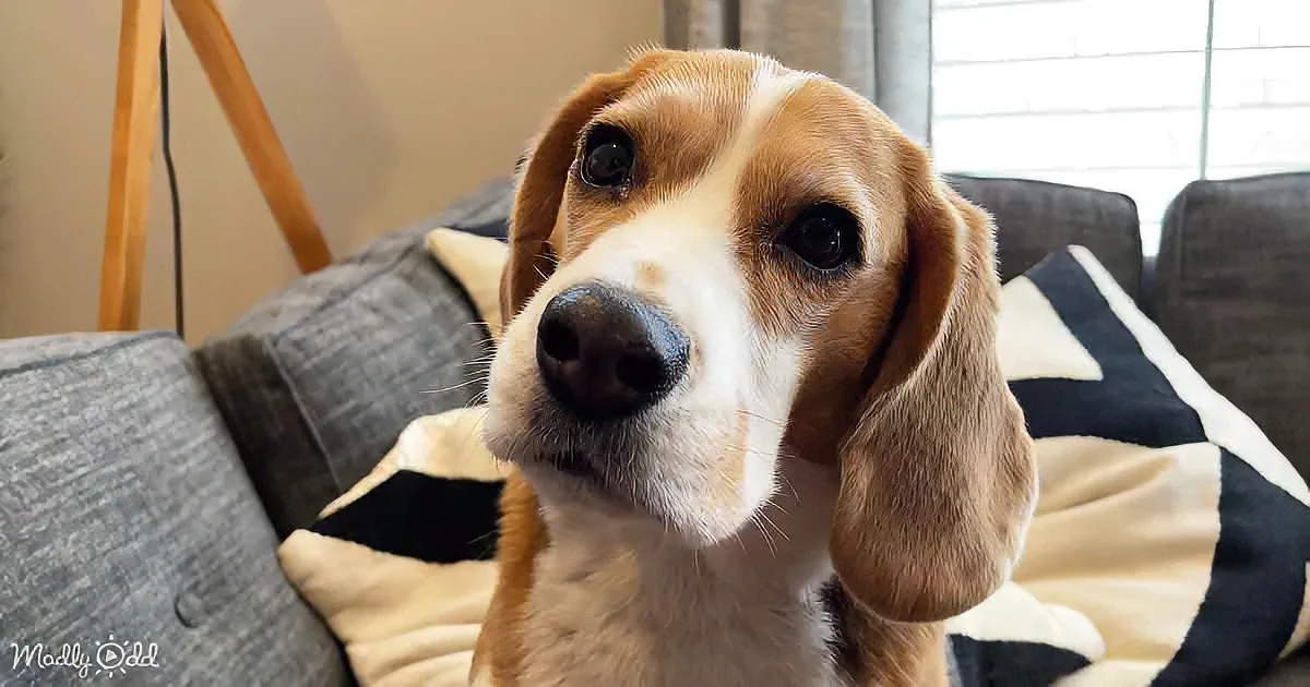 Gentle Beagle Shows off His Pearly Whites