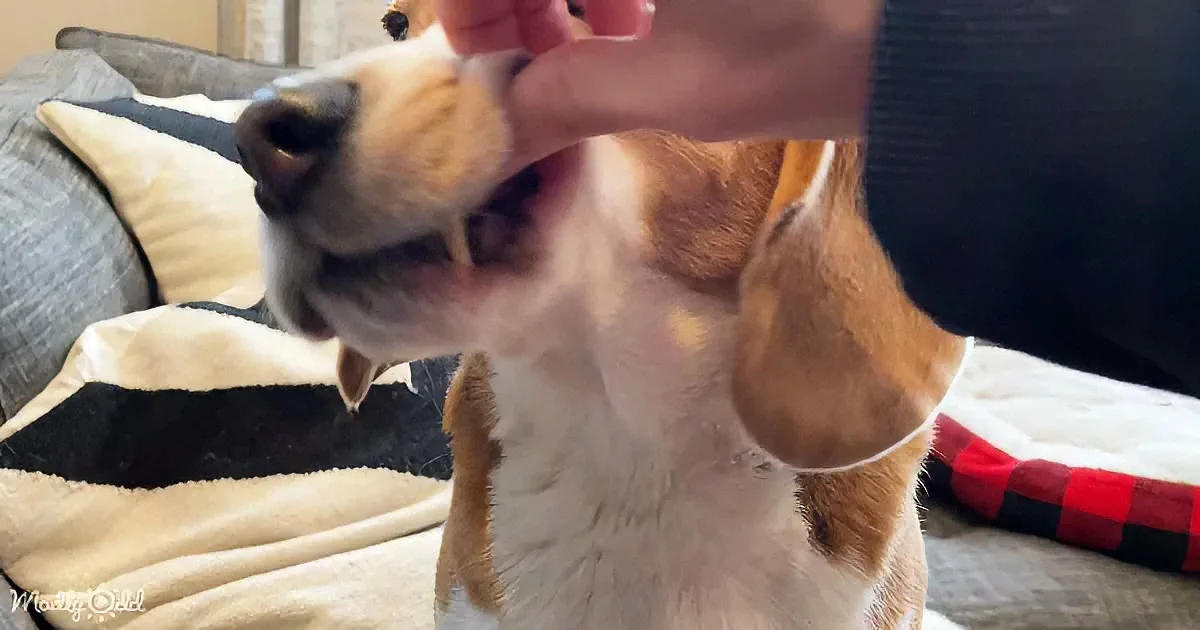 A beagle dog is being petted on its head by a person, with a cozy couch and blanket in the background.