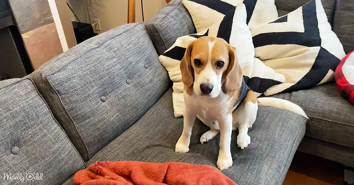 A beagle puppy sits on a gray couch with a red blanket, looking directly at the camera.