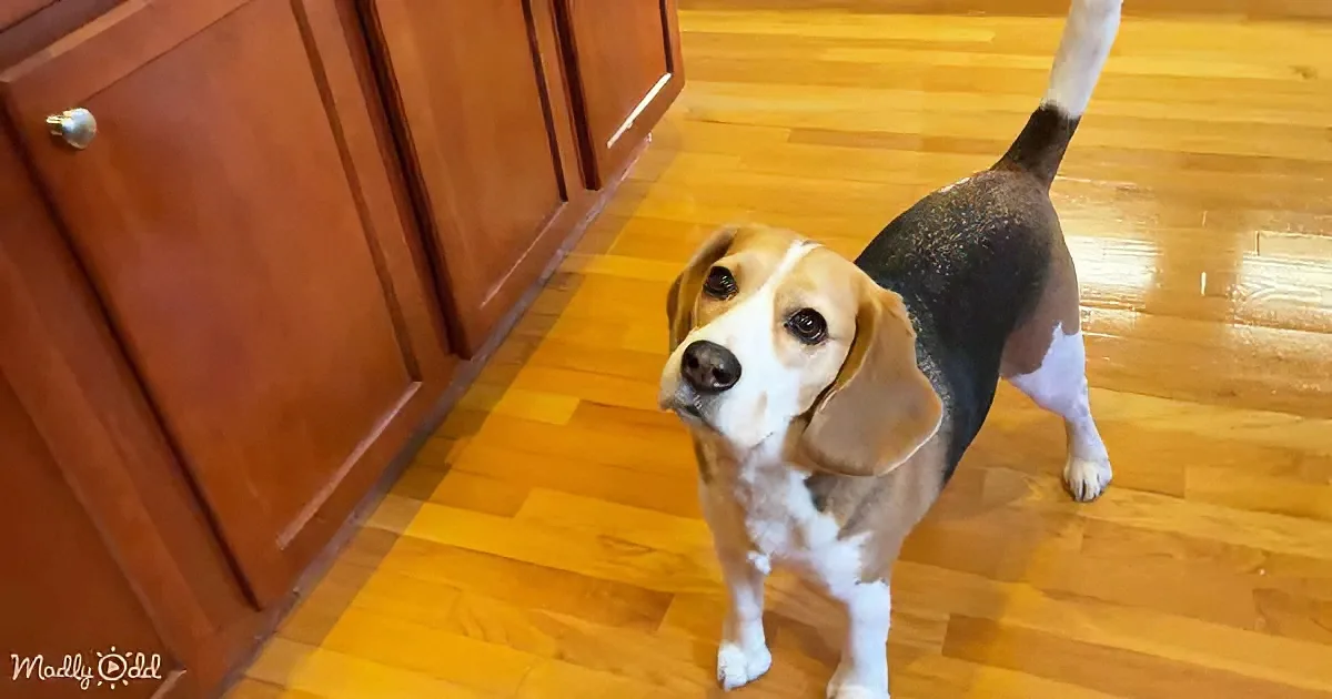 A beagle stands on a wooden floor, looking up, with a brown, white, and black coat.