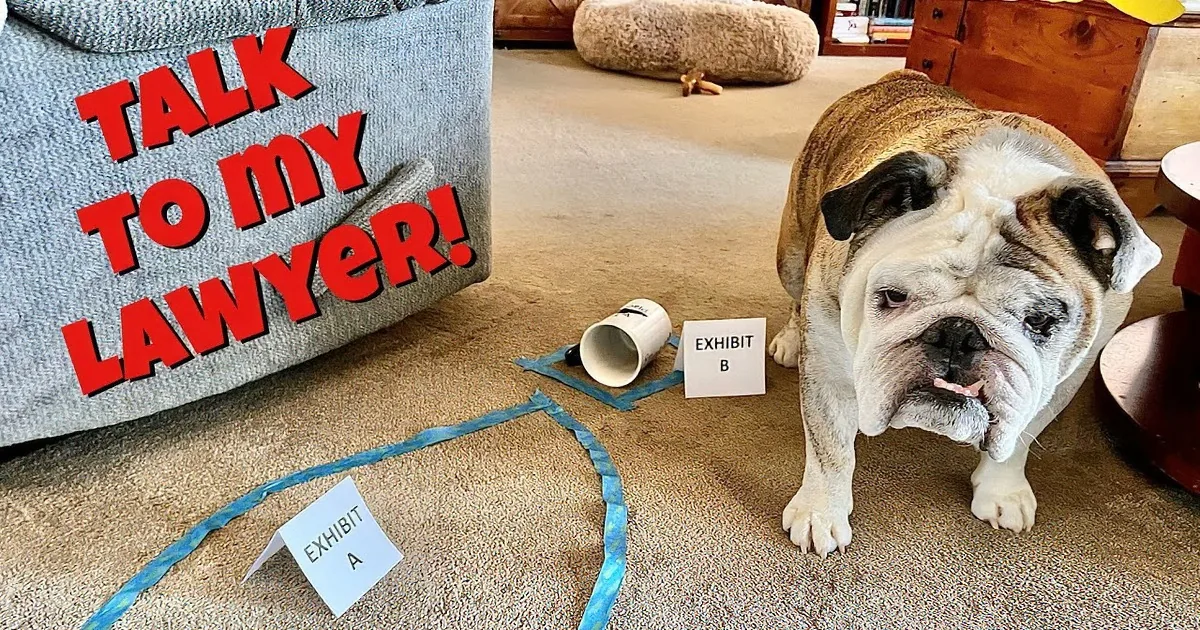 A bulldog stands near a spilled cup with "Exhibit B" and "Exhibit A" signs on the floor.