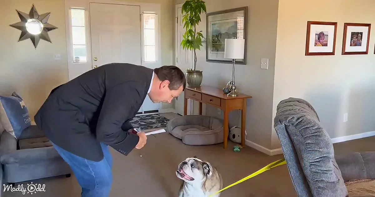 Reuben the Bulldog