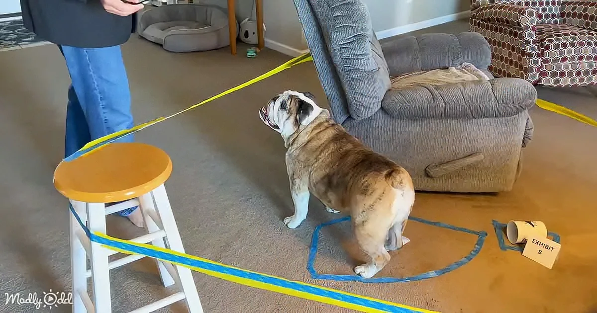 Reuben the Bulldog