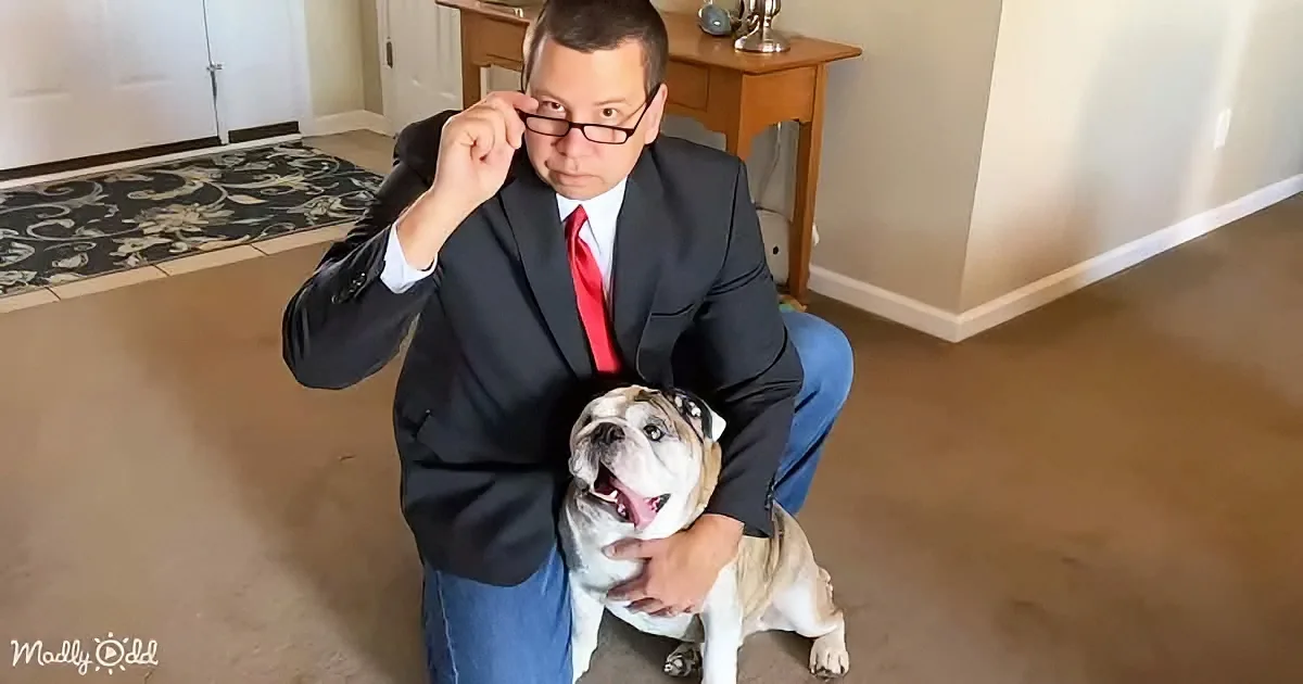 Reuben the Bulldog