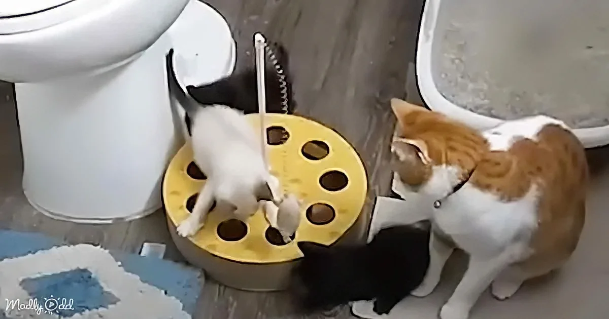 Adorable cat and kittens