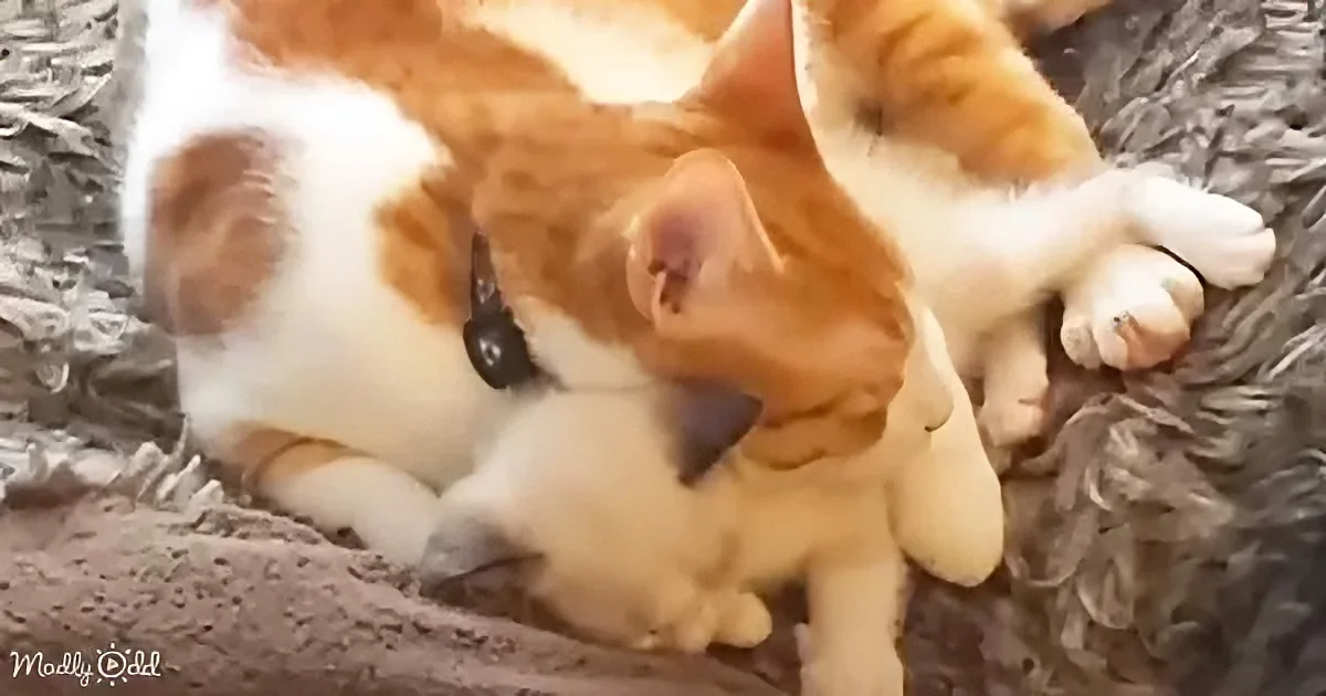 Adorable cat and kittens