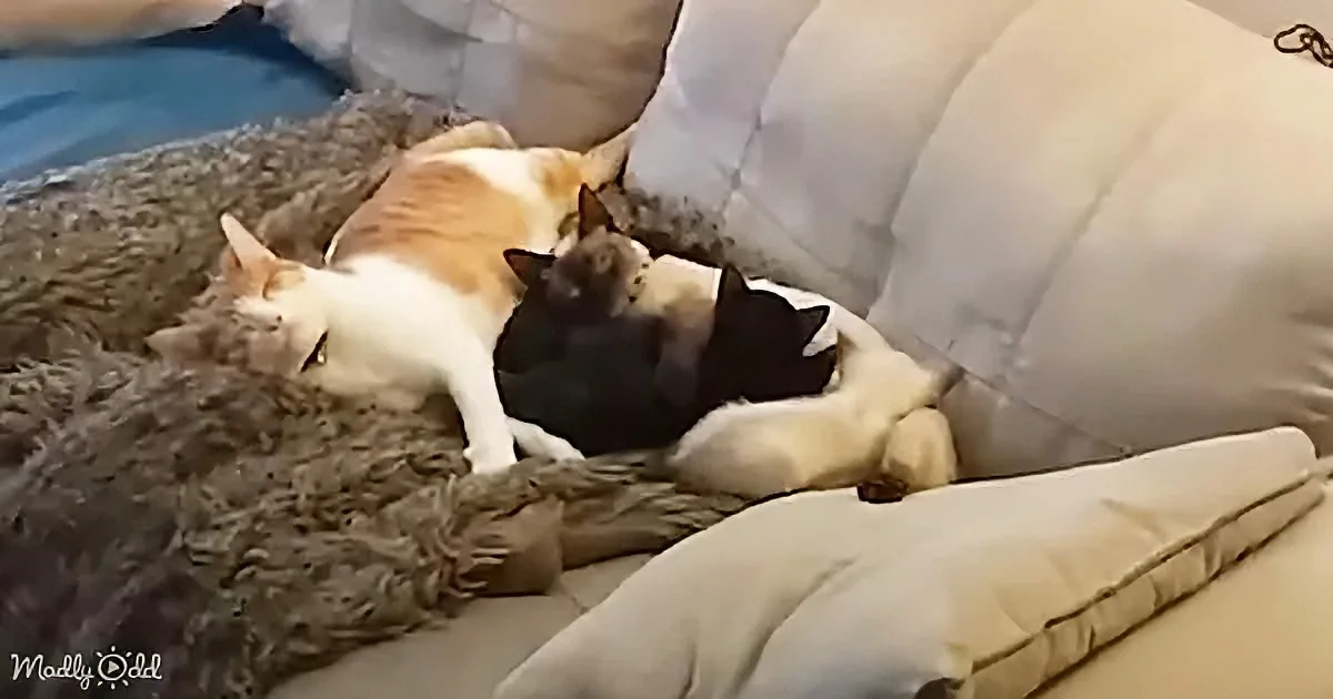 Adorable cat and kittens
