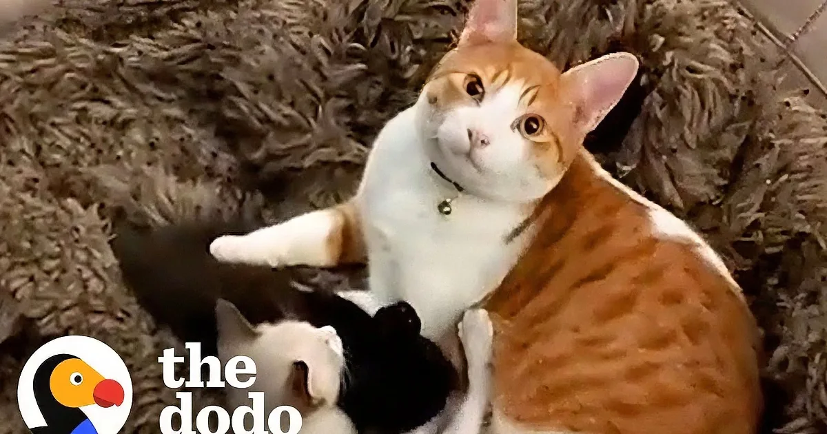 A Cat Steps up for Siamese Sister When She Has Kittens