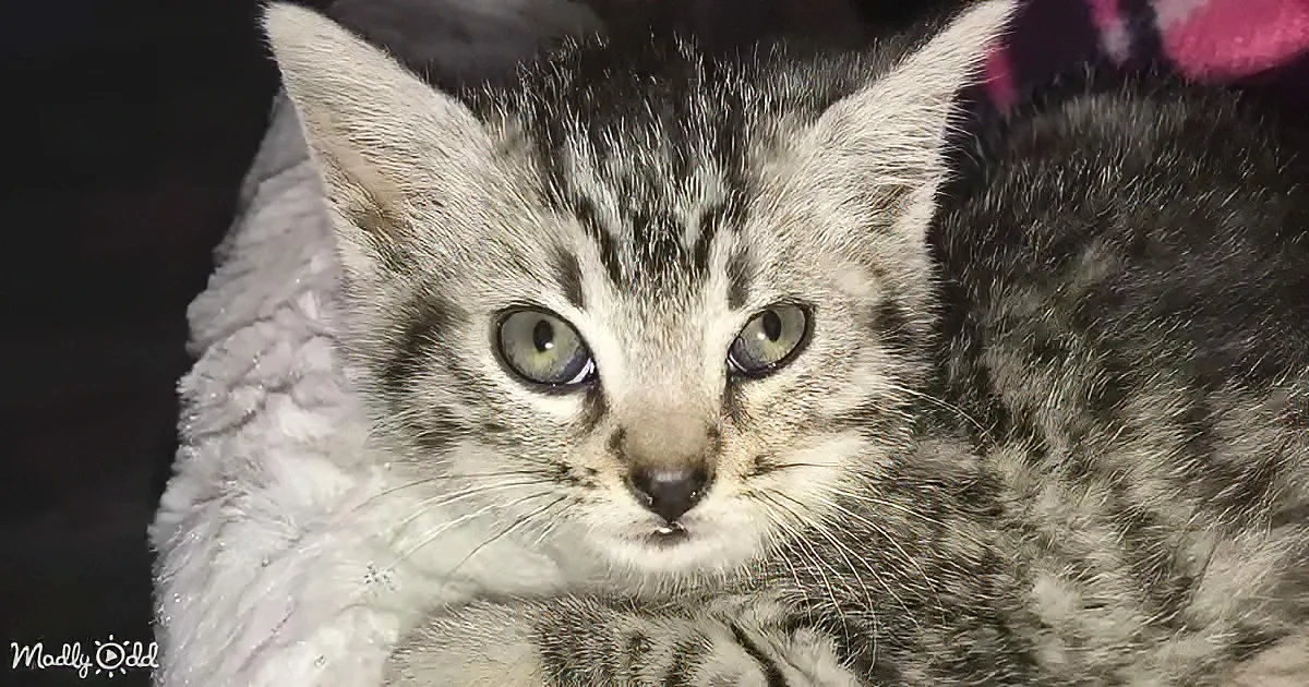 A close-up of a fluffy, gray tabby kitten with striking green eyes, nestled on a soft, textured surface.