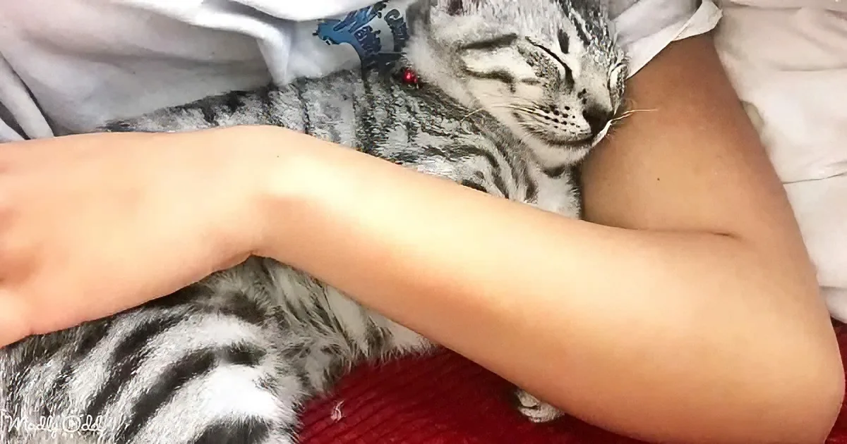 A tabby kitten with striped fur is nestled between a person's arms, appearing to sleep peacefully.