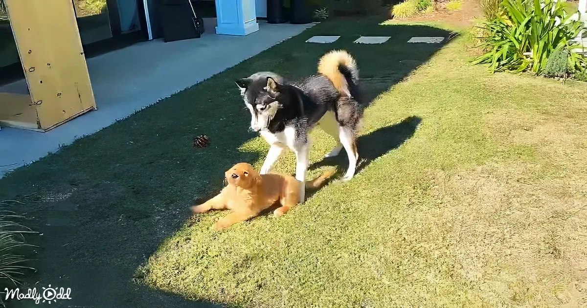 A fluffy golden puppy lounges on grass, while a larger black and white dog stands nearby, both in a sunny yard.