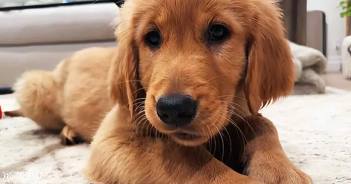 A golden retriever puppy with floppy ears and a fluffy coat is lying on a carpet.