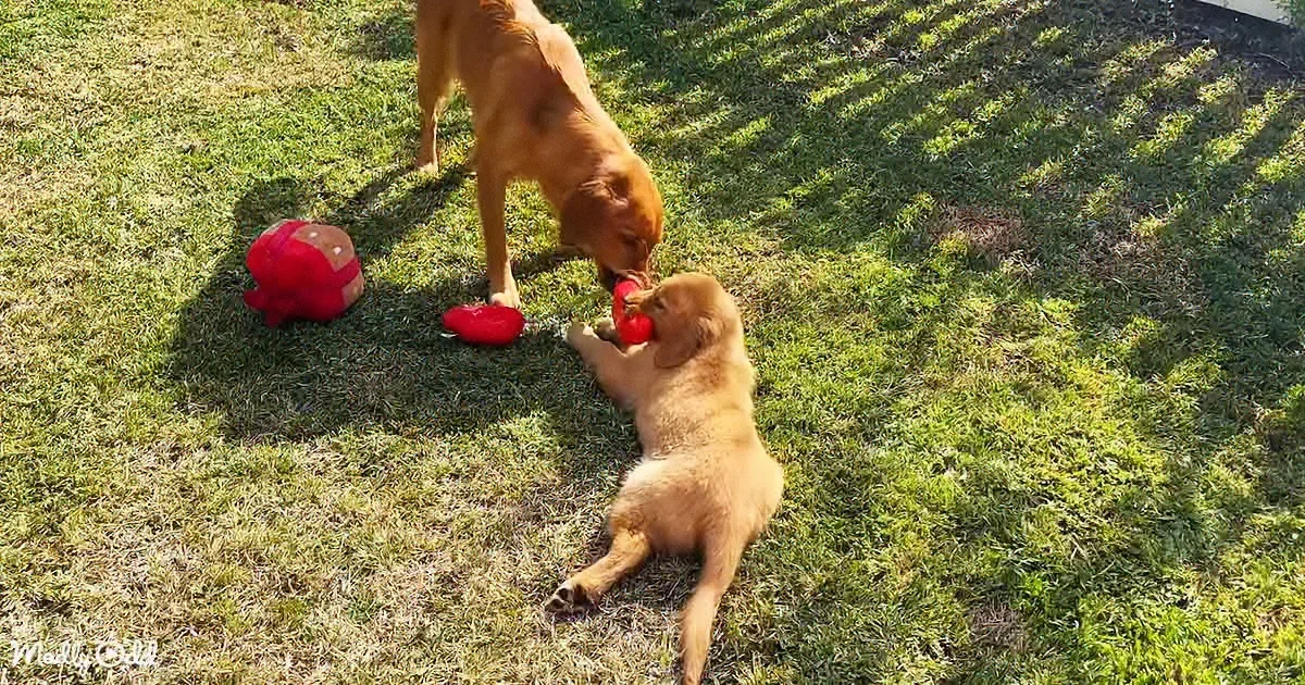 Puppy Love: Golden Retriever Puppy and Her Siblings Steal Hearts in Latest Video