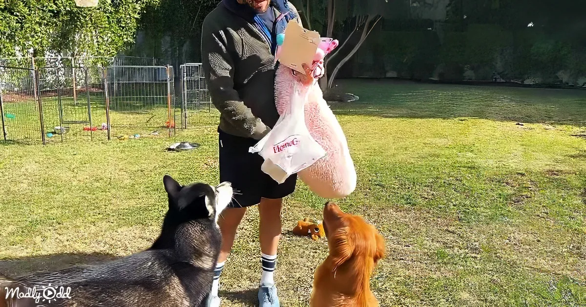 A man holds a pink stuffed animal and bag while two dogs watch attentively in a grassy yard.