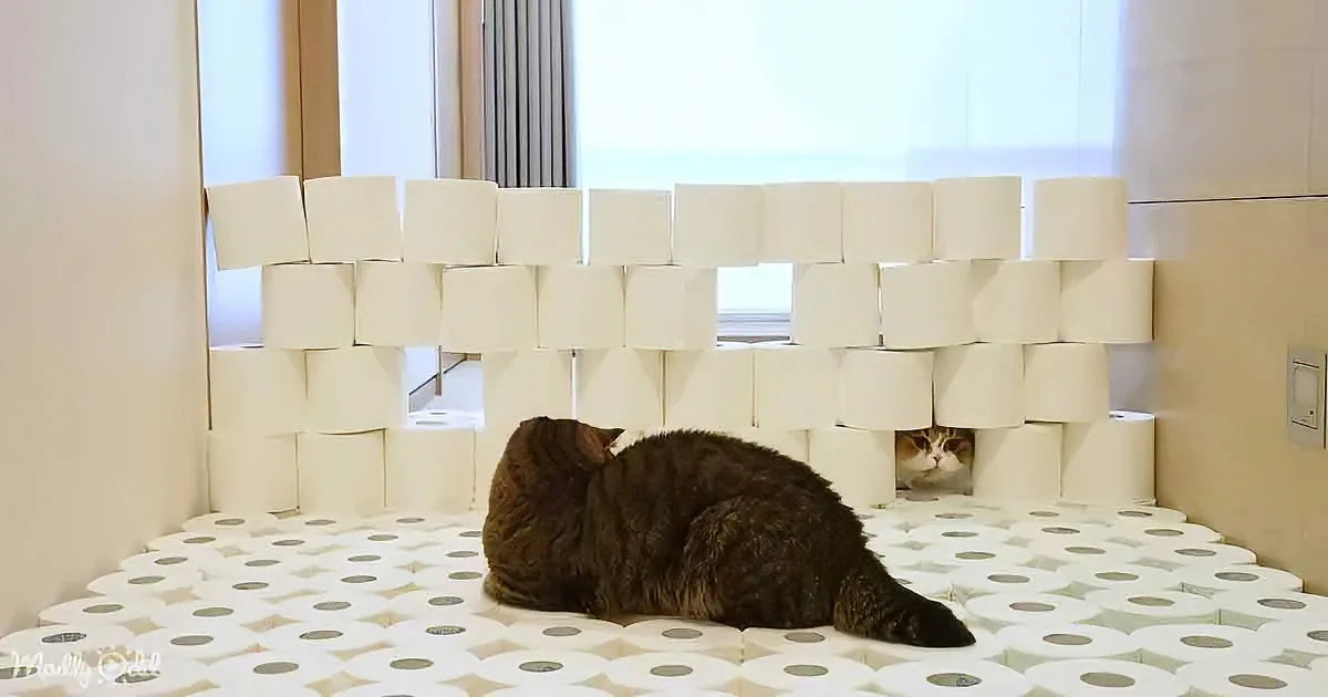 A cat sits on a toilet paper-covered floor, surrounded by a wall of toilet paper rolls.
