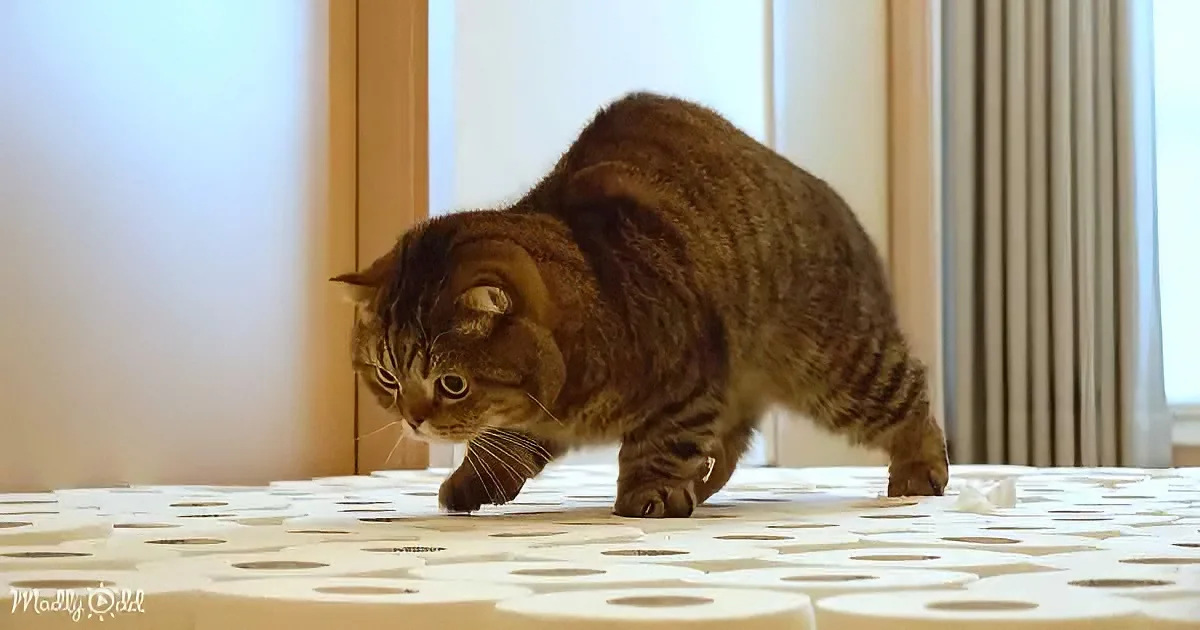 A tabby cat with a slightly arched back walks on a patterned surface near a window with curtains.